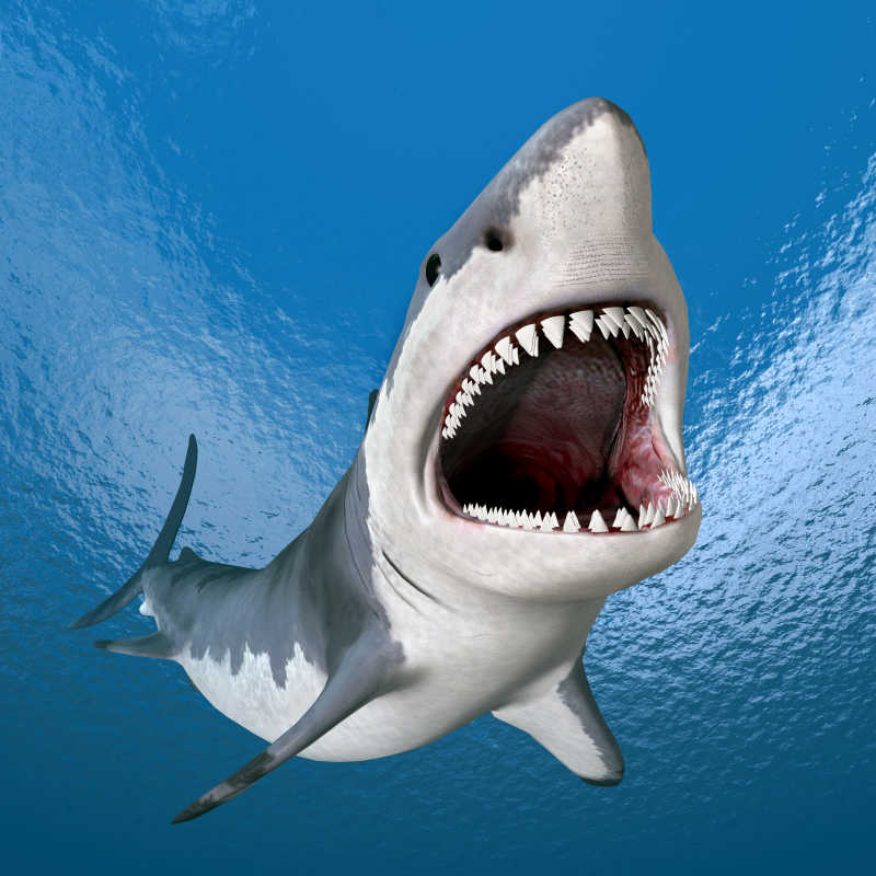 鲨鱼正面张嘴图片