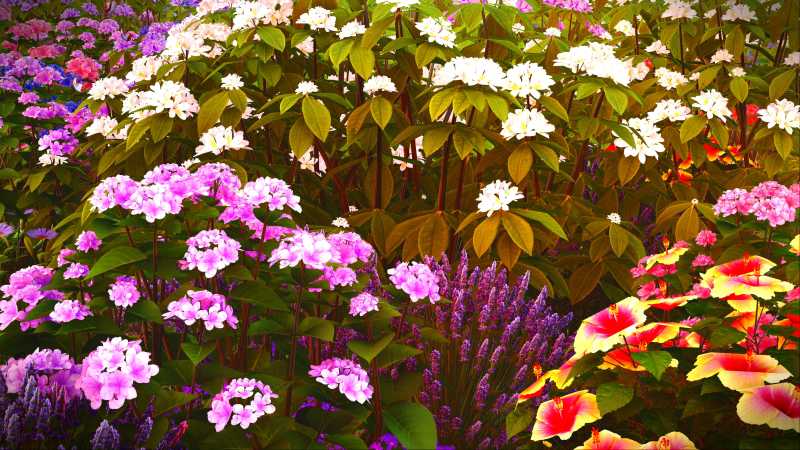 五颜六色的花园的野花