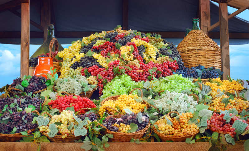 不同品种的葡萄