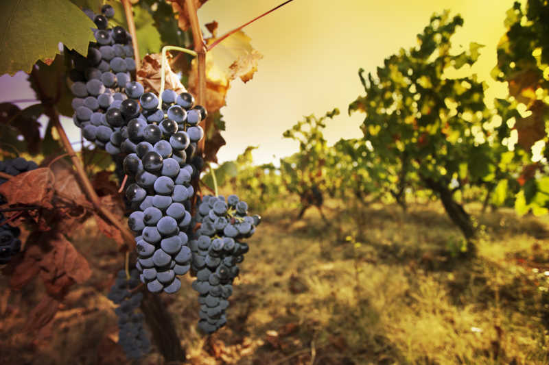 葡萄园里未采摘的葡萄