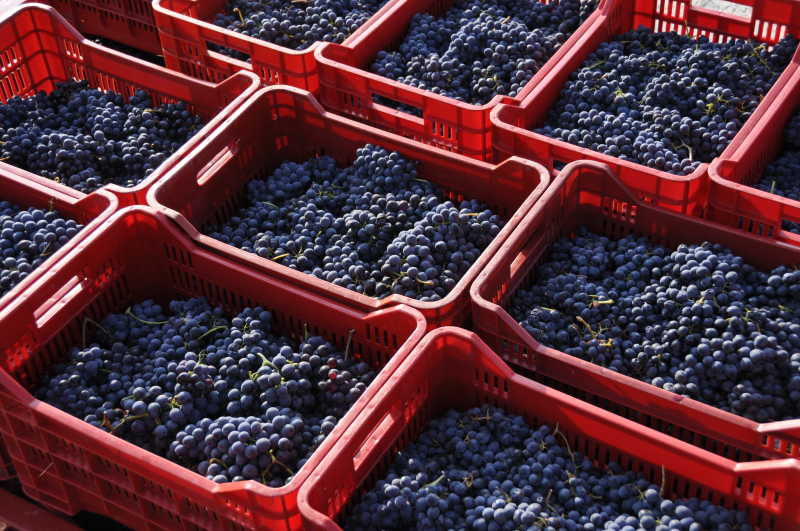 新鲜收获的葡萄