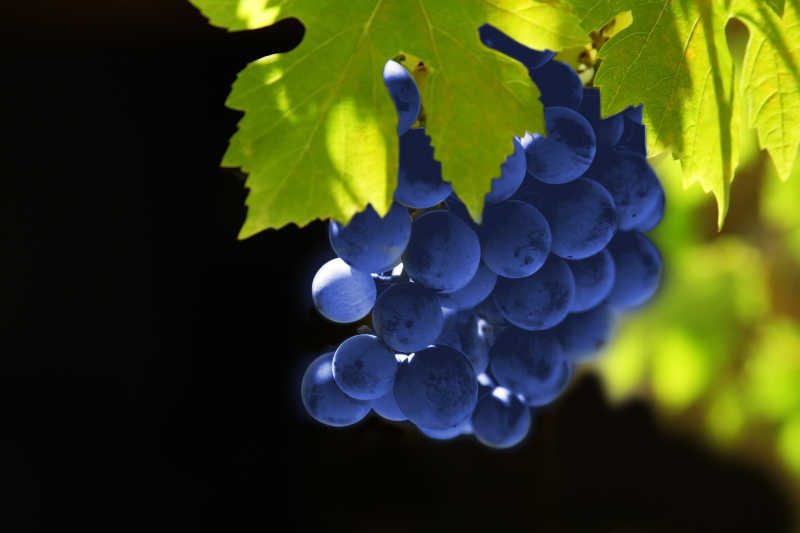 黑色背景上的新鲜葡萄