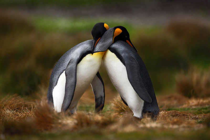 拥抱的国王企鹅夫妇