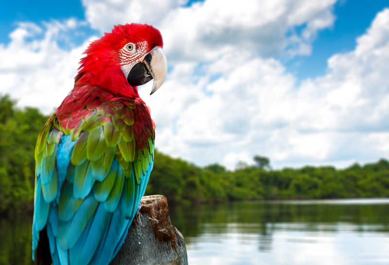 湖边的红色金刚鹦鹉
