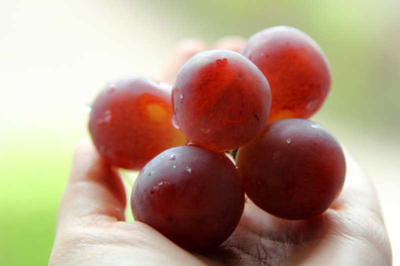 手上拿着葡萄