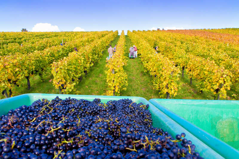 秋天丰收的葡萄和果园