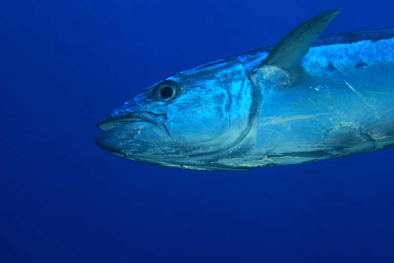 蓝色背景前的吞拿鱼