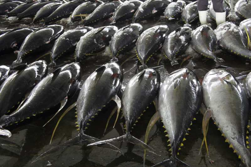 地板上摆放整齐的黄鳍金枪鱼