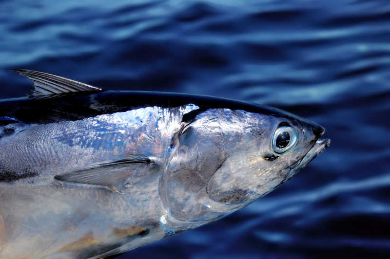 蓝色海上的吞拿鱼