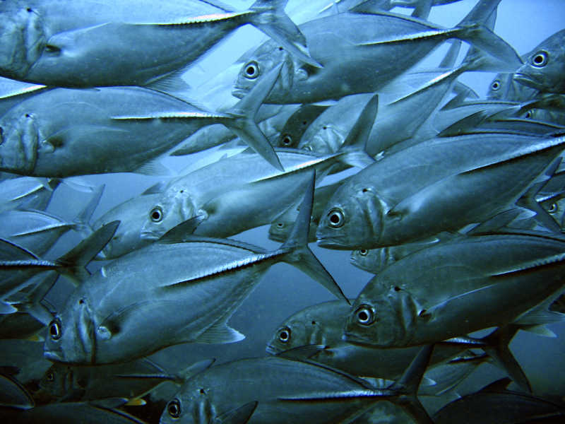 海水中成群结队的黄鳍金枪鱼