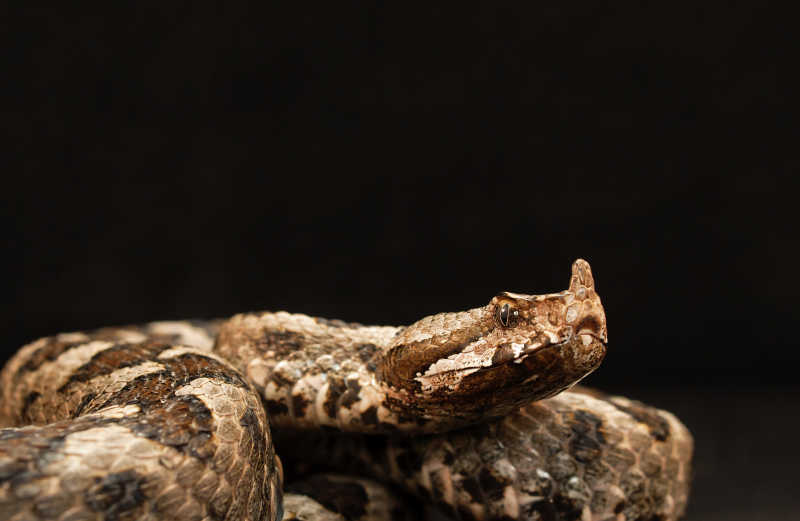 黑色背景下的蛇