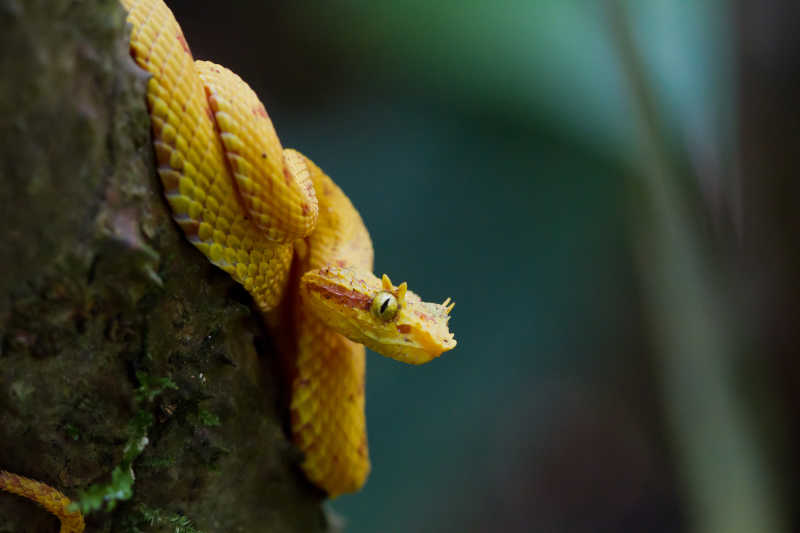 睫毛蝰蛇图片