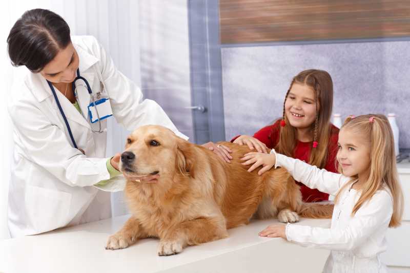 宠物诊所里的医生和宠物狗还有小女孩