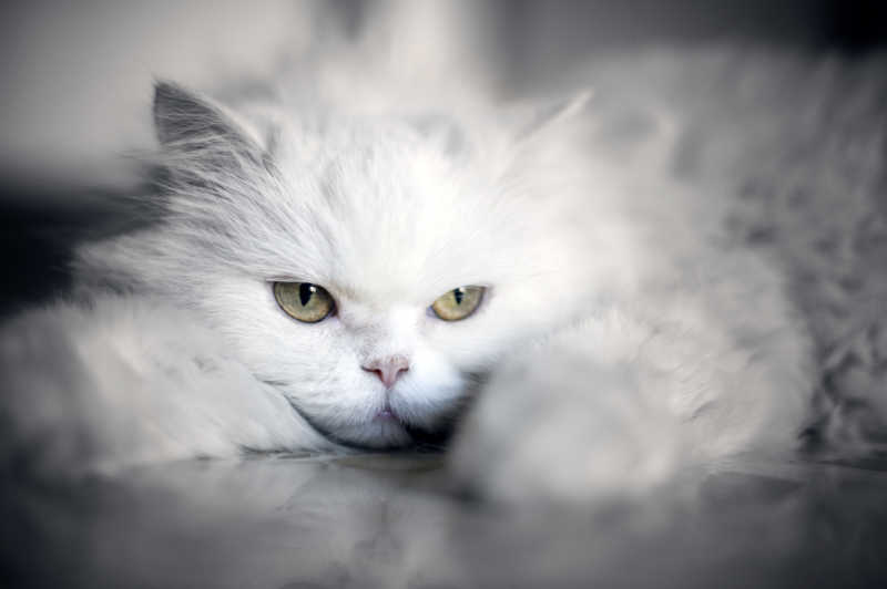 可爱的白色猫咪