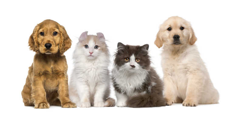小猫小狗图片 白色背景下的四只猫狗素材 高清图片 摄影照片 寻图免费打包下载