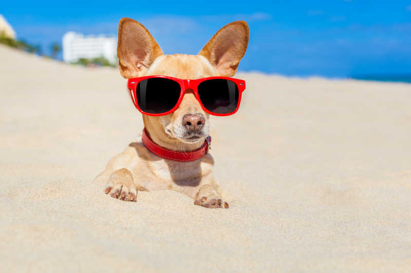 埋在沙滩里的狗狗