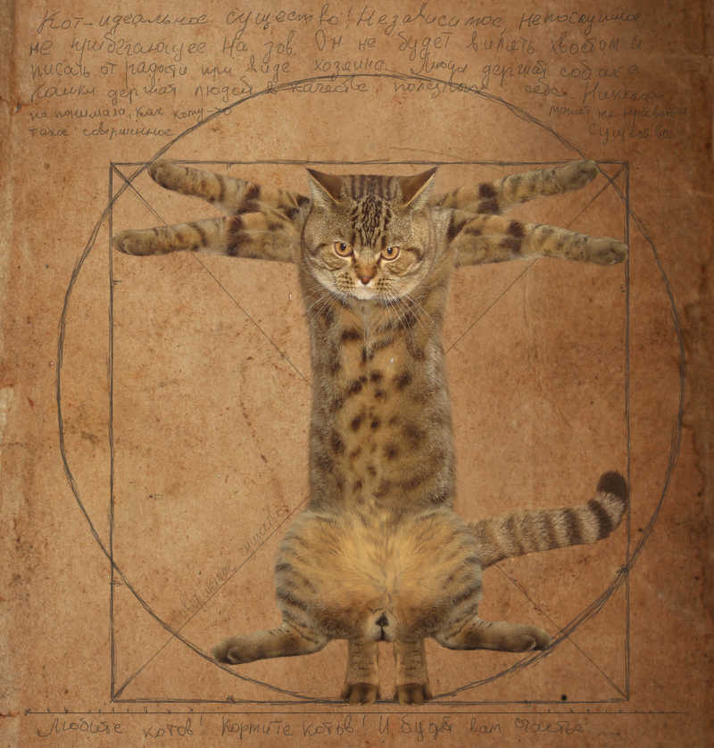 达文西猫素材图
