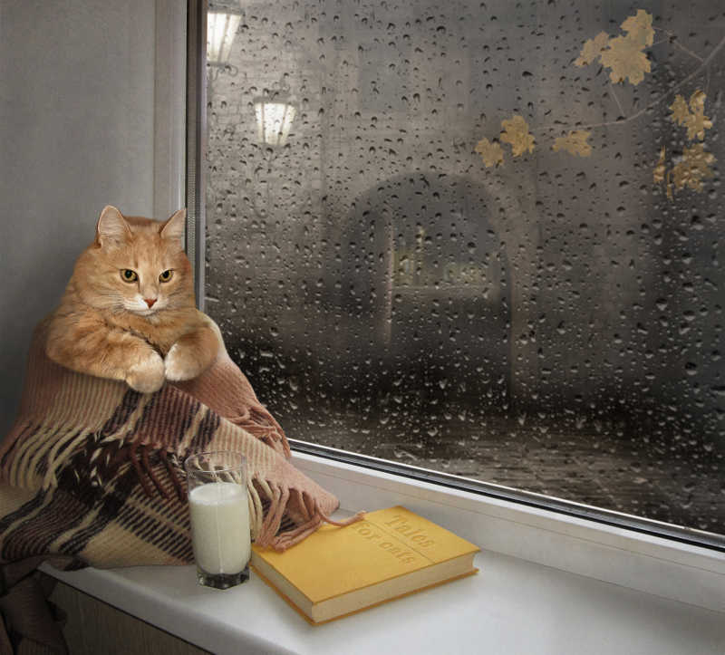 窗台边的安静的猫咪