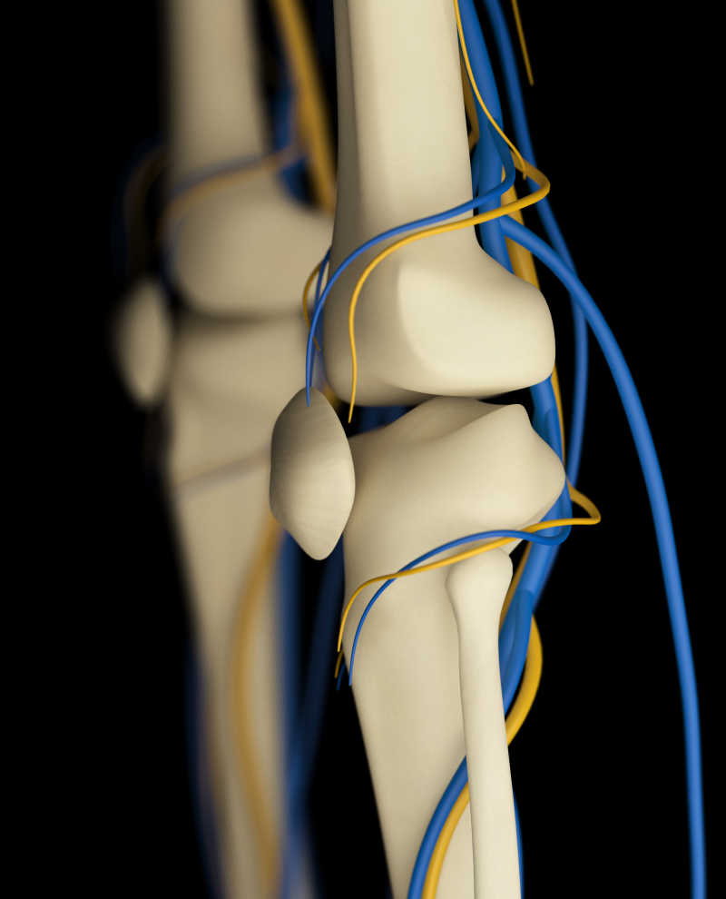 人体腿骨上的血管分布