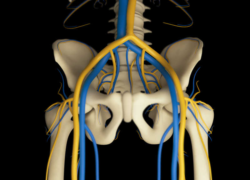 人体盆骨上的血管分布模型
