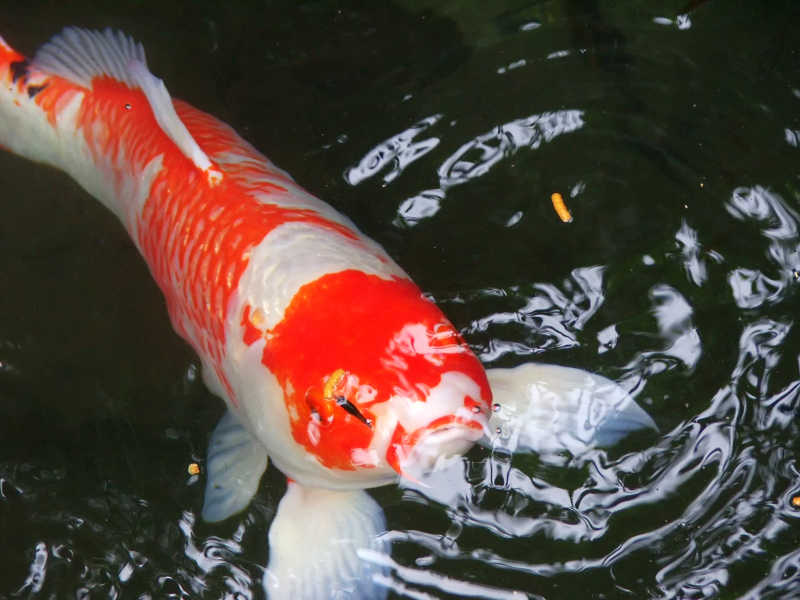 一只日本鲤鱼