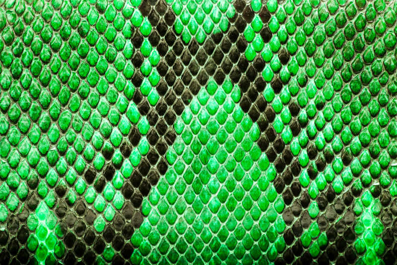 绿色蟒蛇皮纹理背景