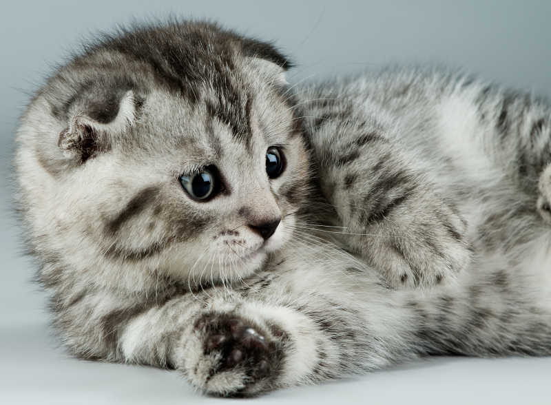 可爱年幼的猫咪