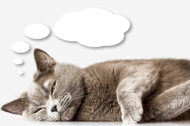 正在思考的的猫咪