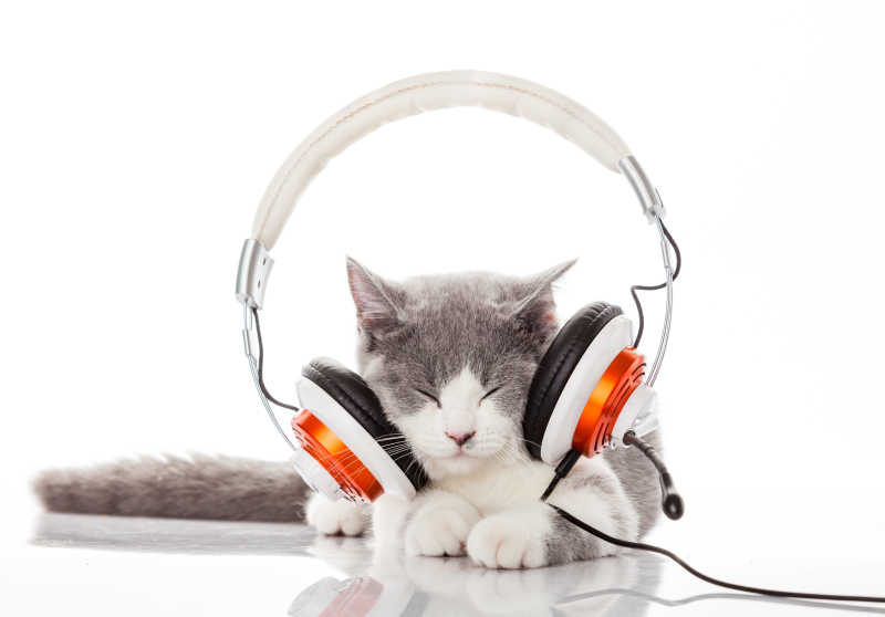戴着耳机听音乐的猫咪