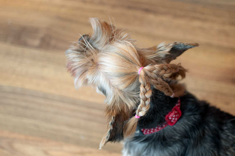 扎着辫子的约克郡梗