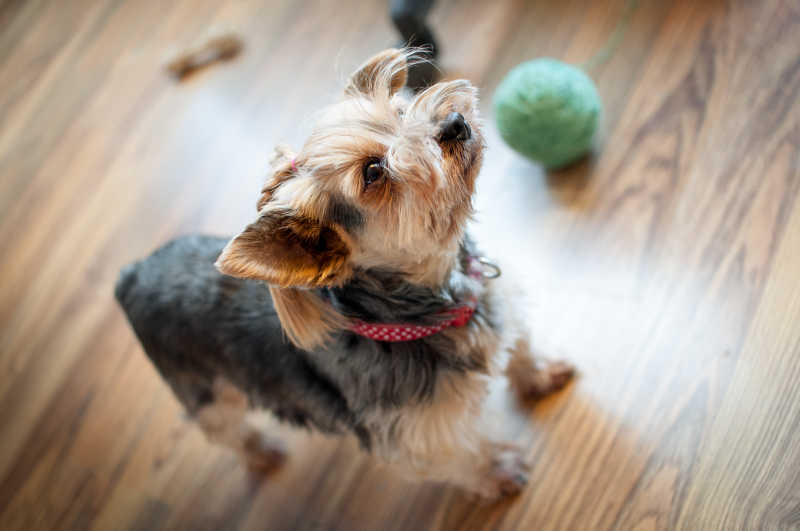 扎着辫子的约克郡梗宠物狗