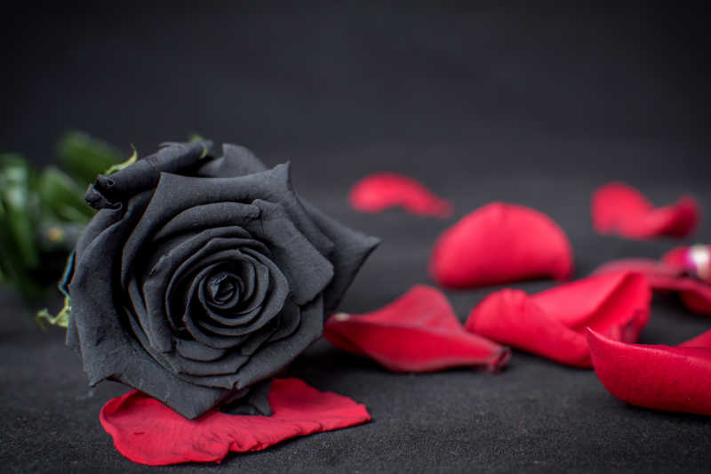 黑色玫瑰背景图片 搜狗图片搜索