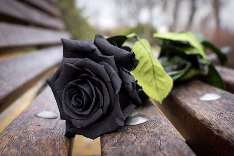 长椅上的黑色玫瑰