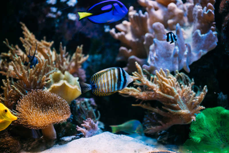 水族館裡的熱帶海魚和珊瑚