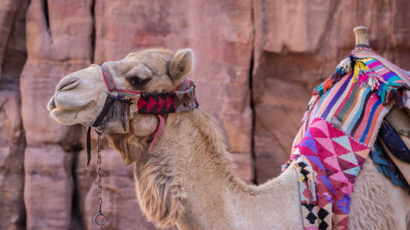 沙漠里的大骆驼