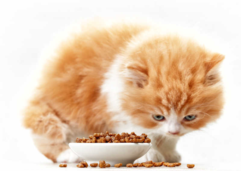 正在吃猫粮的小猫咪