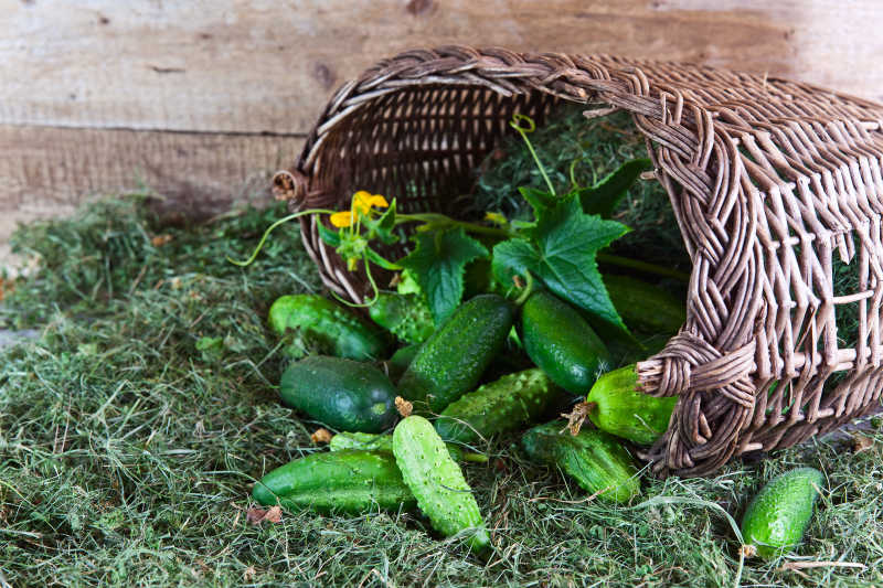 干草上 的刚采摘的新鲜黄瓜