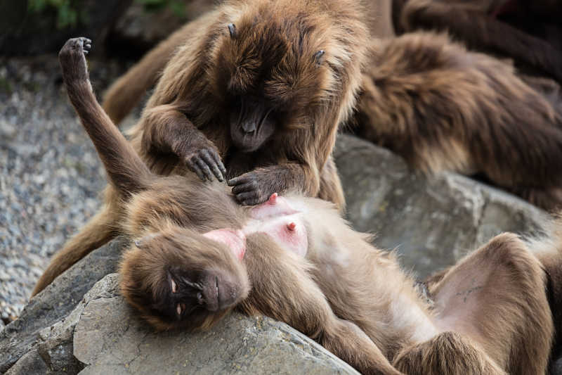 一只猴子正躺在石头上