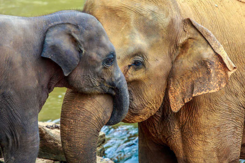 小象卷着象妈妈的鼻子