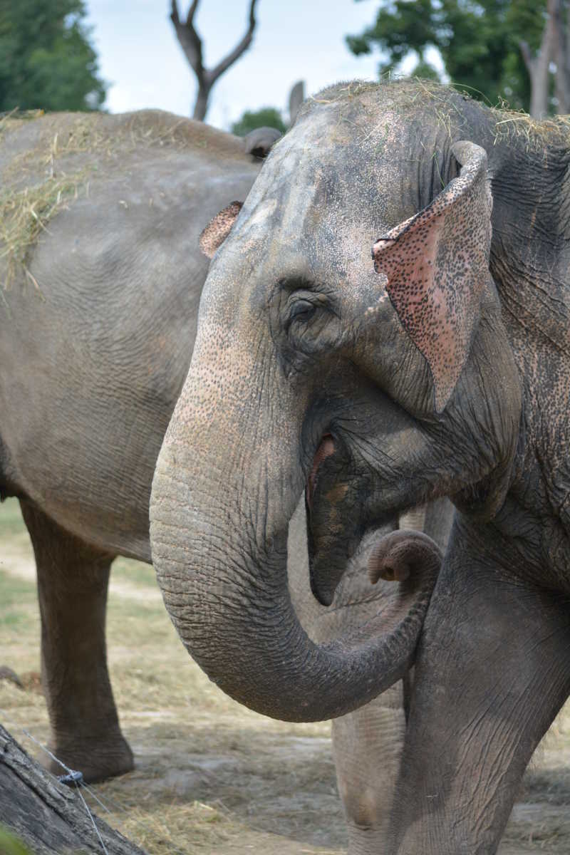 大象鼻子力量图片