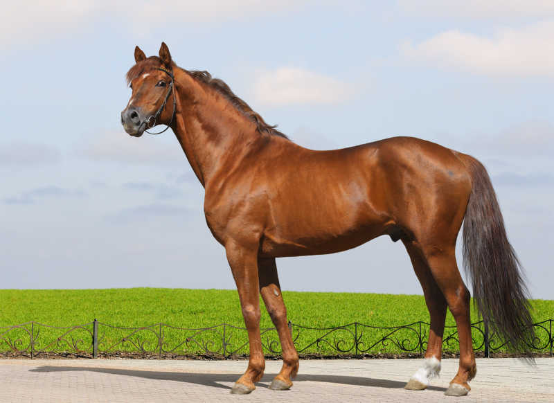 在户外的棕色骏马