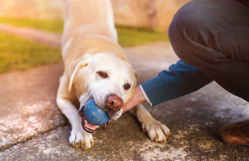 咬着蓝色球的狗狗和人