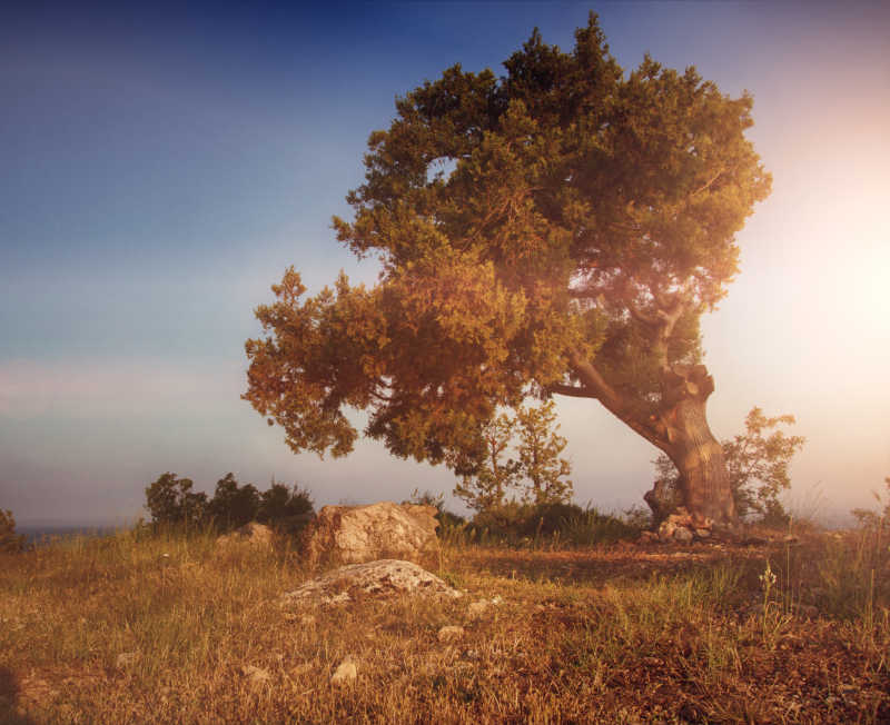 蓝天阳光下的喀尔巴阡山上的树木