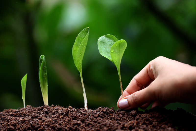 植物生长新的生命