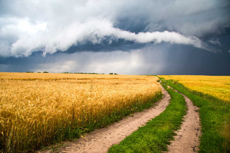 金色麦田背景下的乡村小路