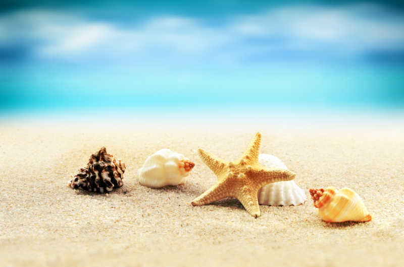 海滩上的海星贝壳
