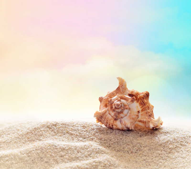 金色海滩上的贝壳