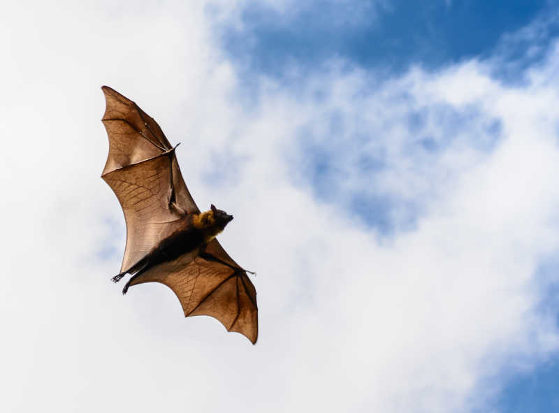 蓝天下飞翔的蝙蝠