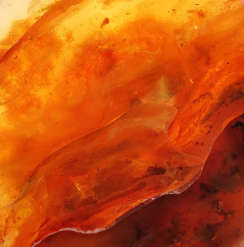 鲜艳的天然波罗的海琥珀颜色