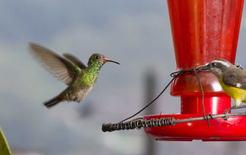 铁丝支架上休息的蜂鸟